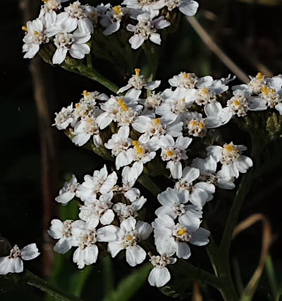 achillea millefolium