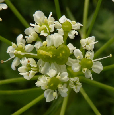 chaerophyllum aureum