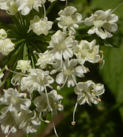 chaerophyllum hirsutum