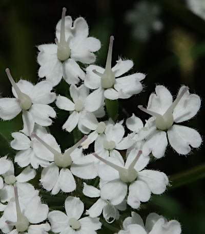 chaerophyllum hirsutum