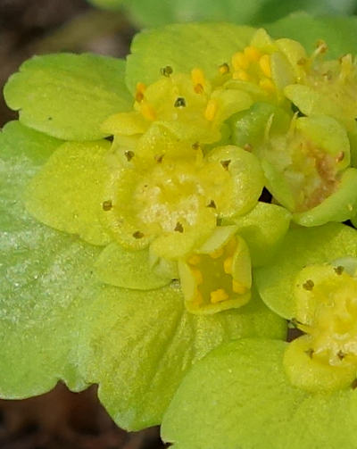 chrysosplenium alternifolium