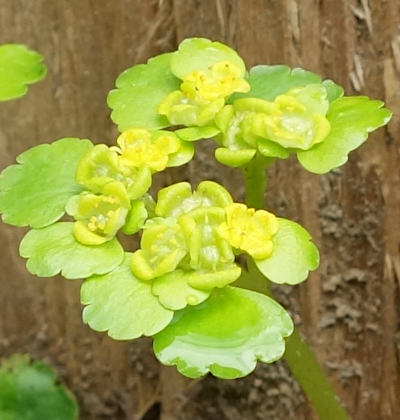 chrysosplenium alternifolium