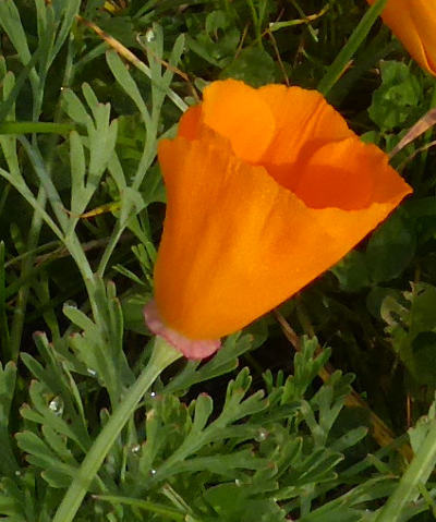 eschscholzia californica