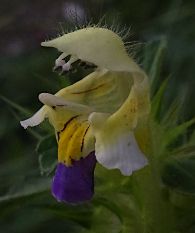 galeopsis speciosa