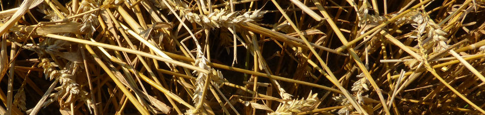 gedroschener Weizen bei Rissegg