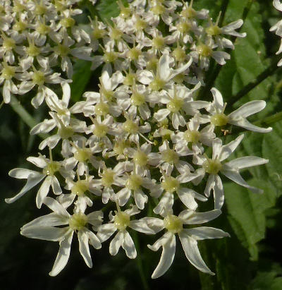 heracleum sphondylium