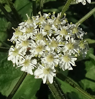 heracleum sphondylium