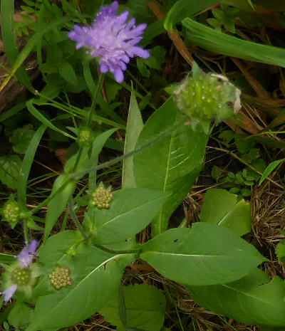 knautia dipsacifolia