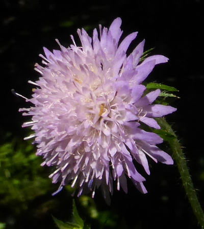 knautia dipsacifolia