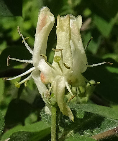 lonicera xylosteum