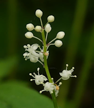 maianthemum bifolium