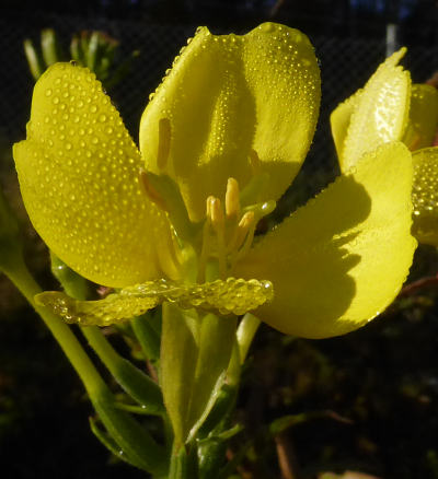 oenothera biennis