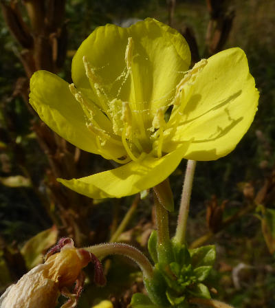 oenothera parviflora