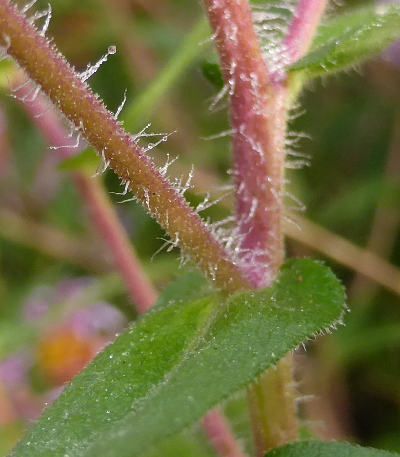 symphyotrichum novae-angliae