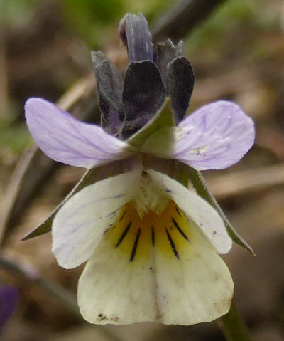 viola arvensis